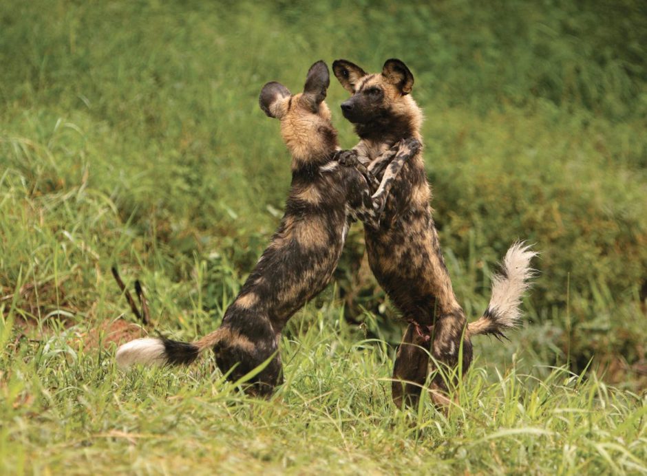 Les chiens sauvages africains à Madikwe