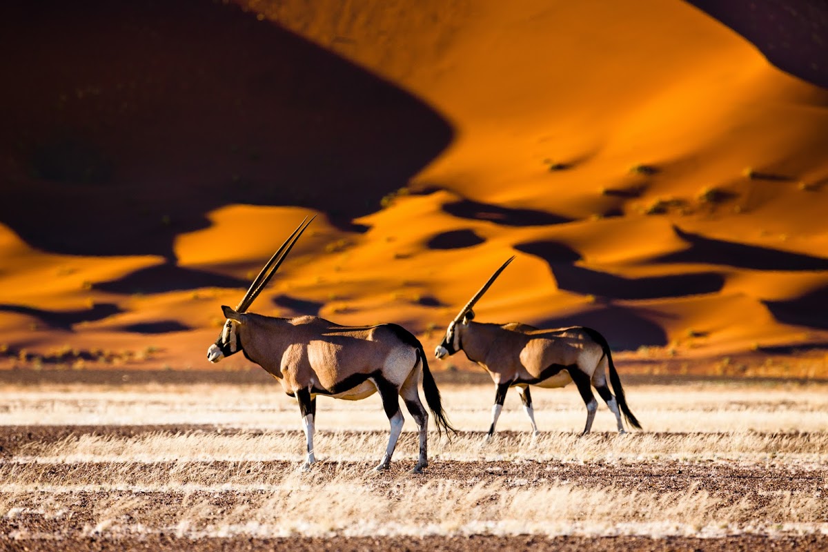 The oryx in Sossusvlei