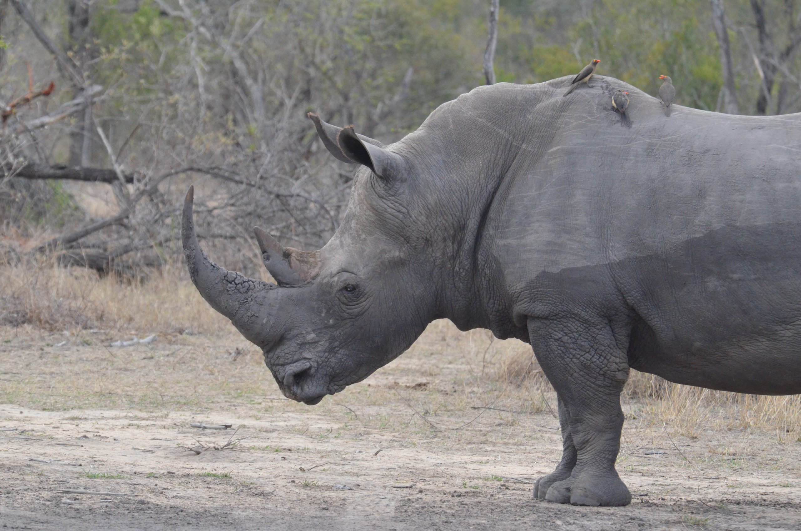 Majestic white rhino at Silvan