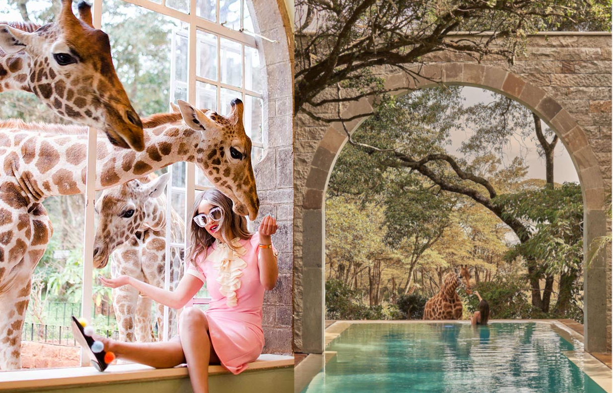 Giraffes playfully inspecting an influencer through a window