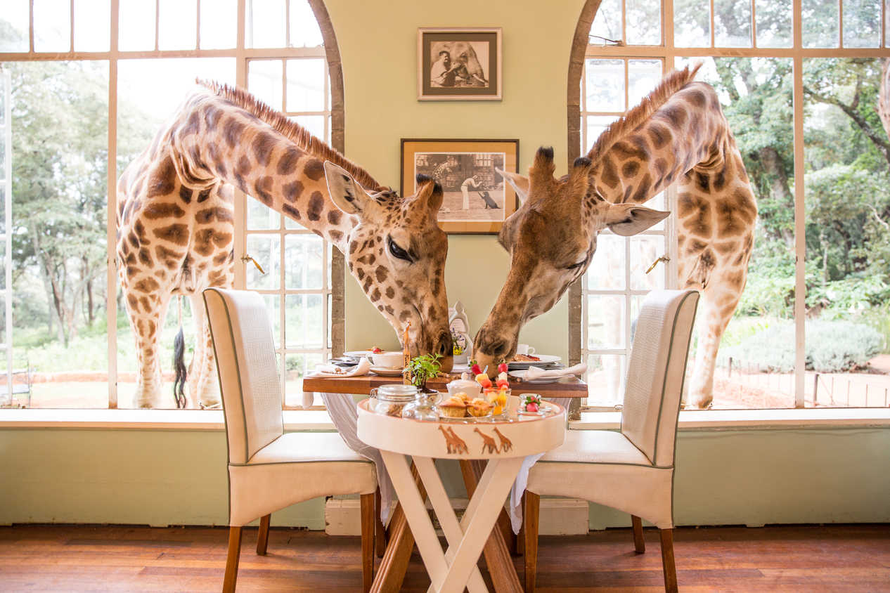 Breakfast with giraffes for the African safari connoisseur