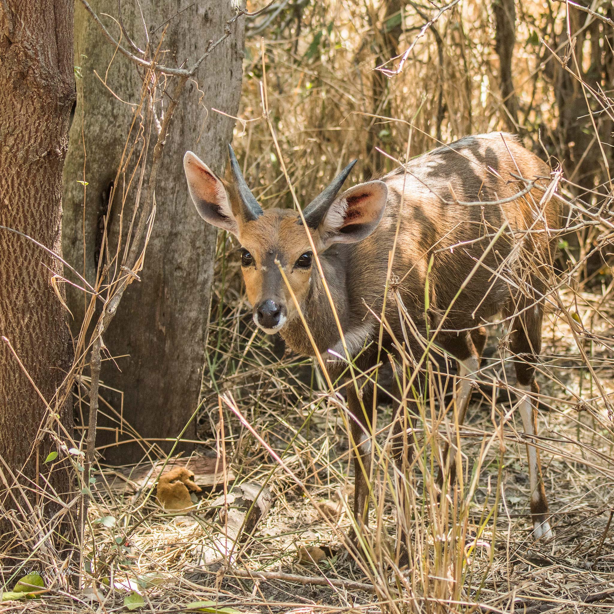 bushbuck-at-silvan-safari-by-stevan-loffler