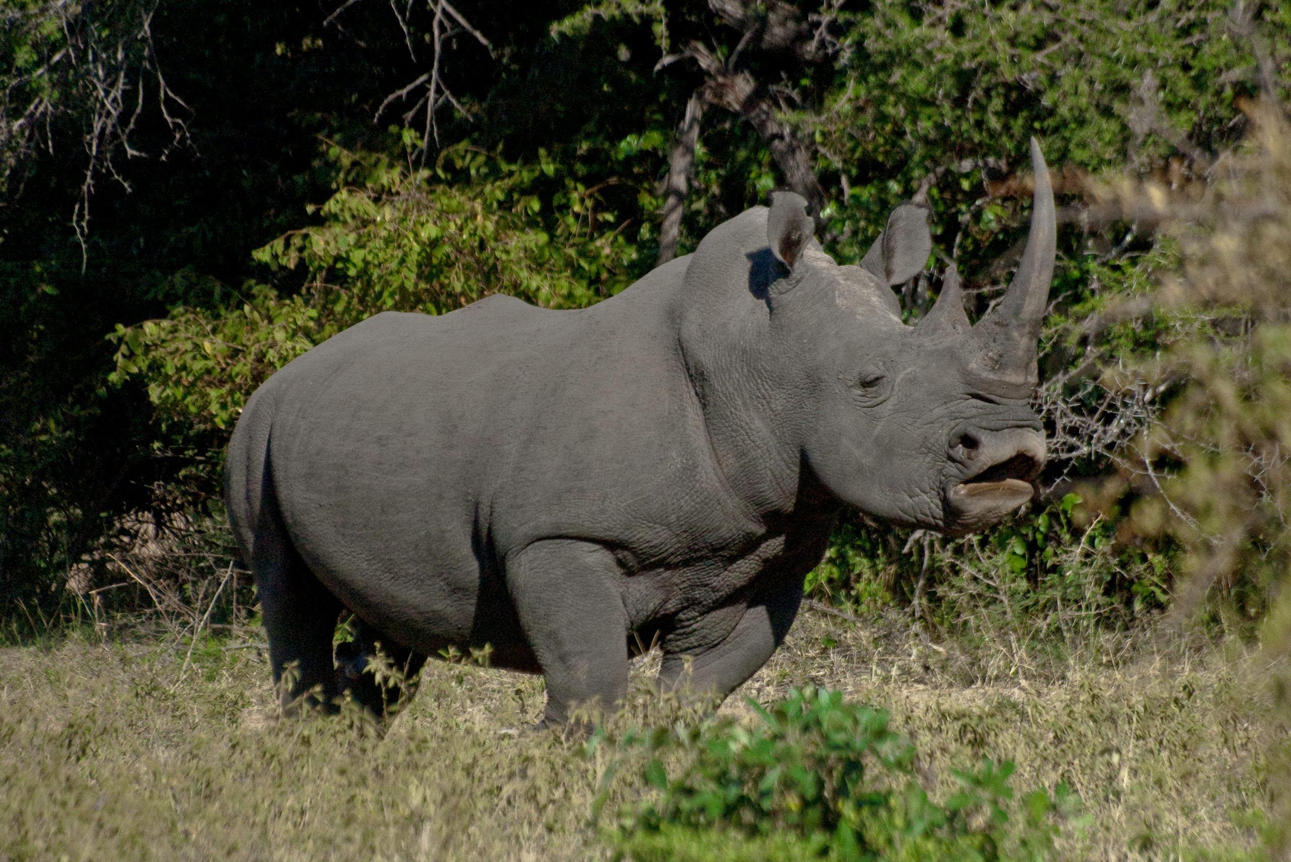 One of Silvan's white rhino