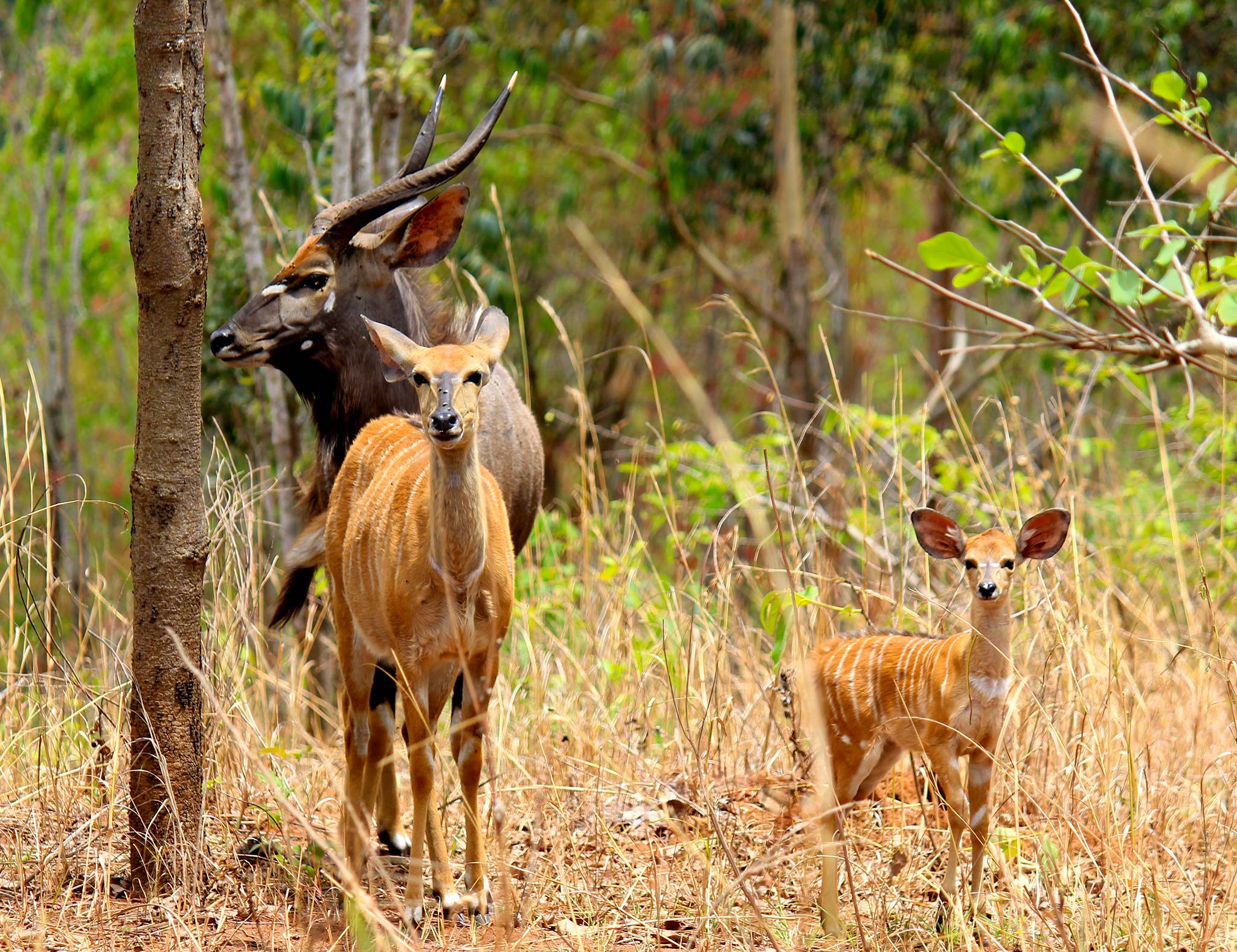 nyala family at silvan - stevan loffler