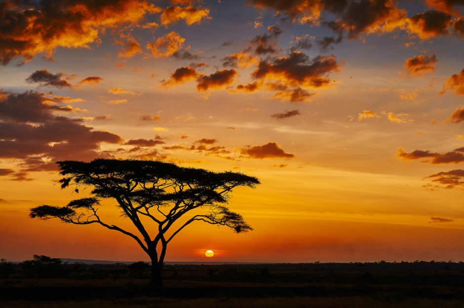 Coucher de soleil africain dans la savane du parc national du Serengeti