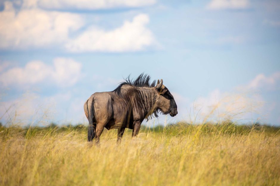 Um gnu olha para as vastas planícies no Nata Bird Sanctuary