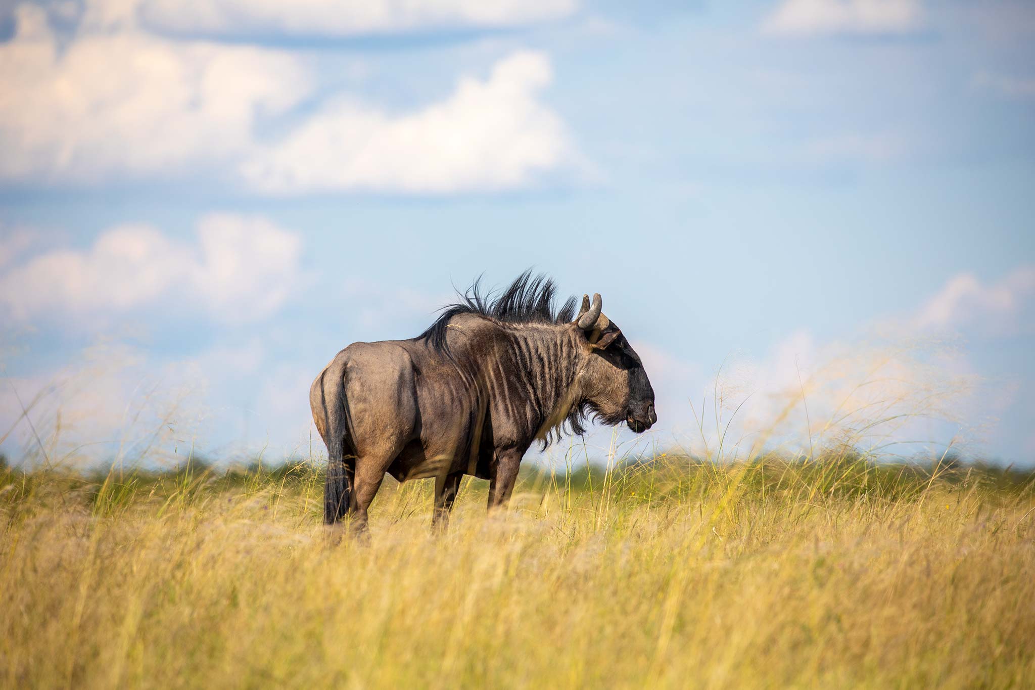 wildebeest-nata-bird-sanctuary