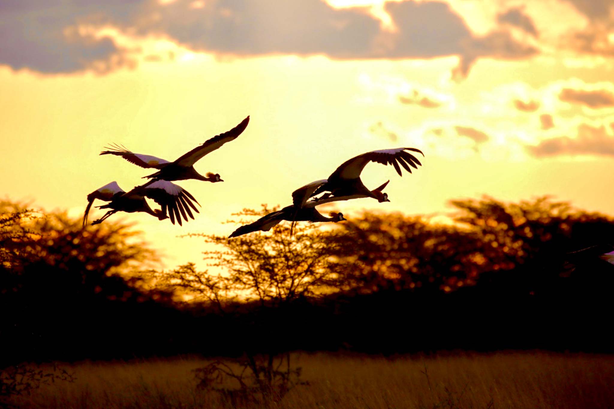 crowned-crane-sunset-nata-bird-sanctuary