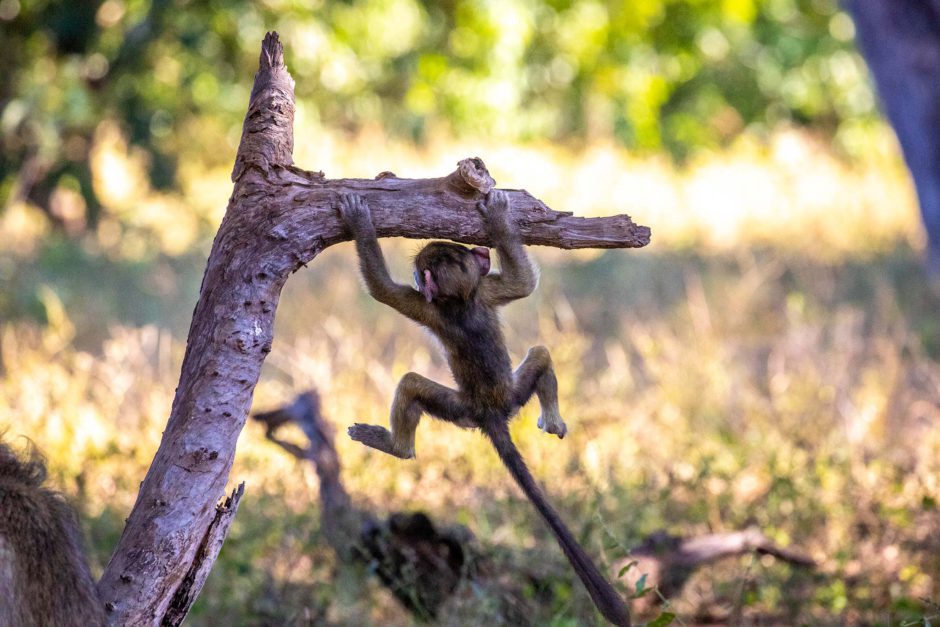 Não há razão para ficar esperando, viajar para Botsuana é uma aventura que muda a vida