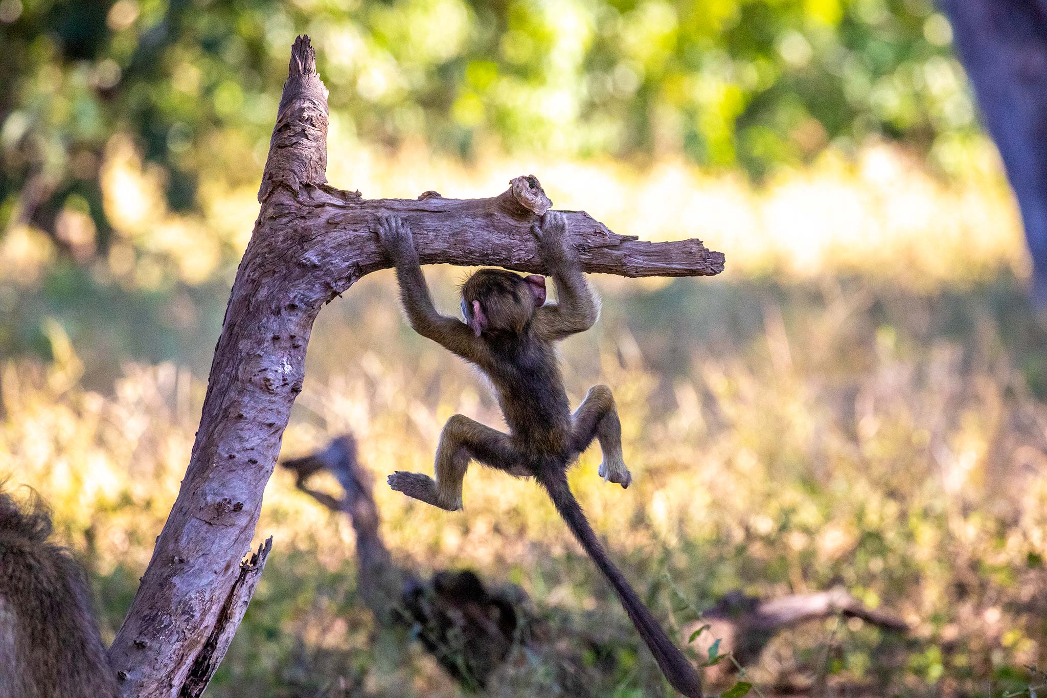 baby-baboon-climbing-chobe