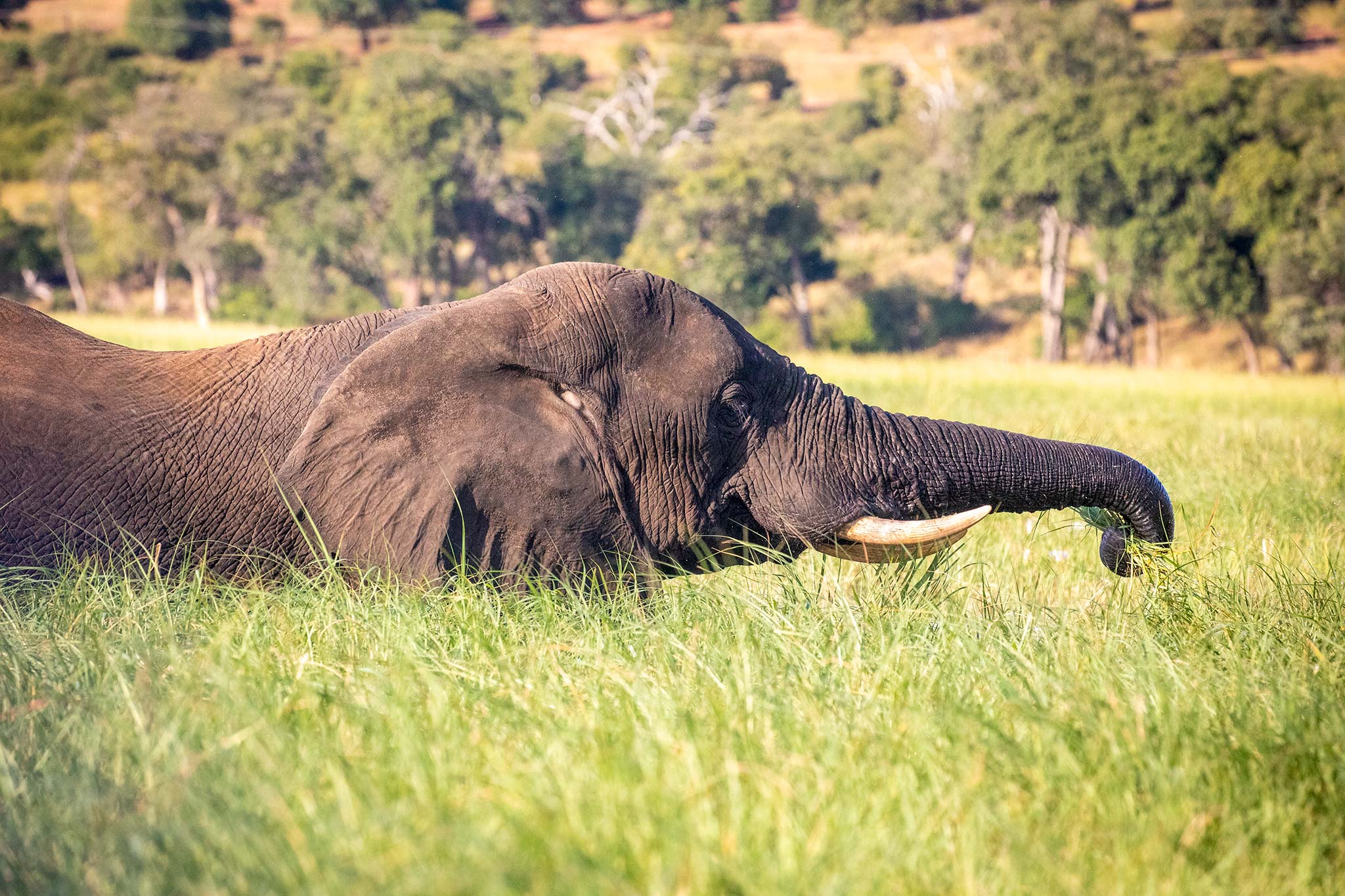 elephant-in-chobe-river