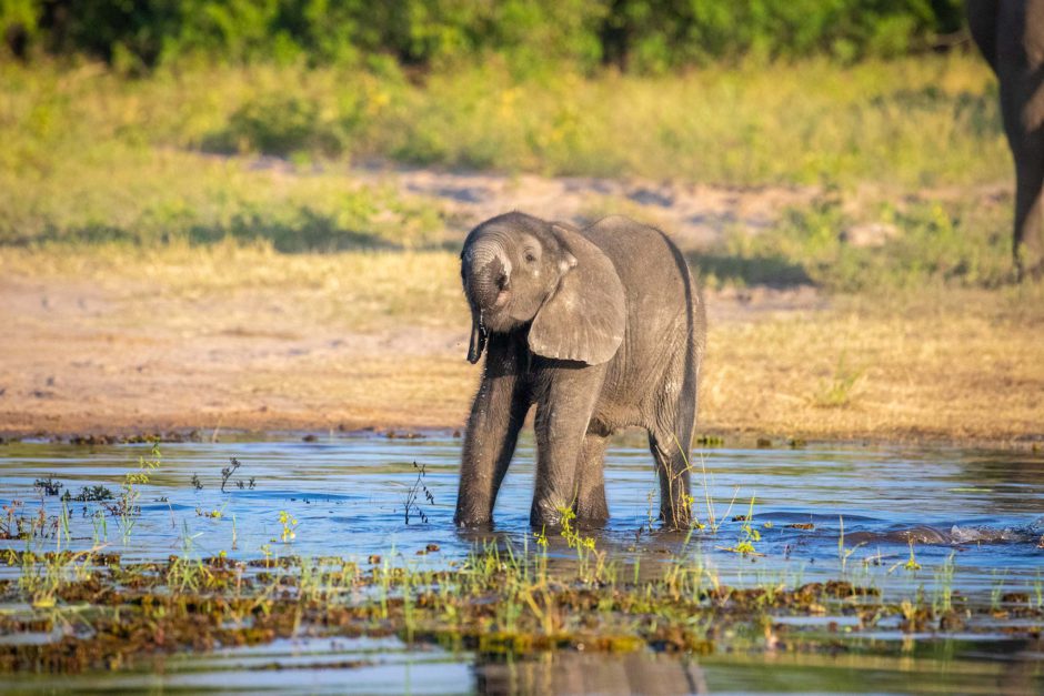 Um bebê elefante desfruta de uma bebida do rio Chobe