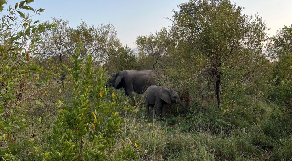 Mom and baby elephant eating foilage in the Sabi Sand Game Reserve