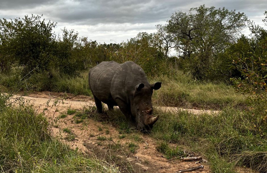 Male white rhino grazing in the Sabi Sand