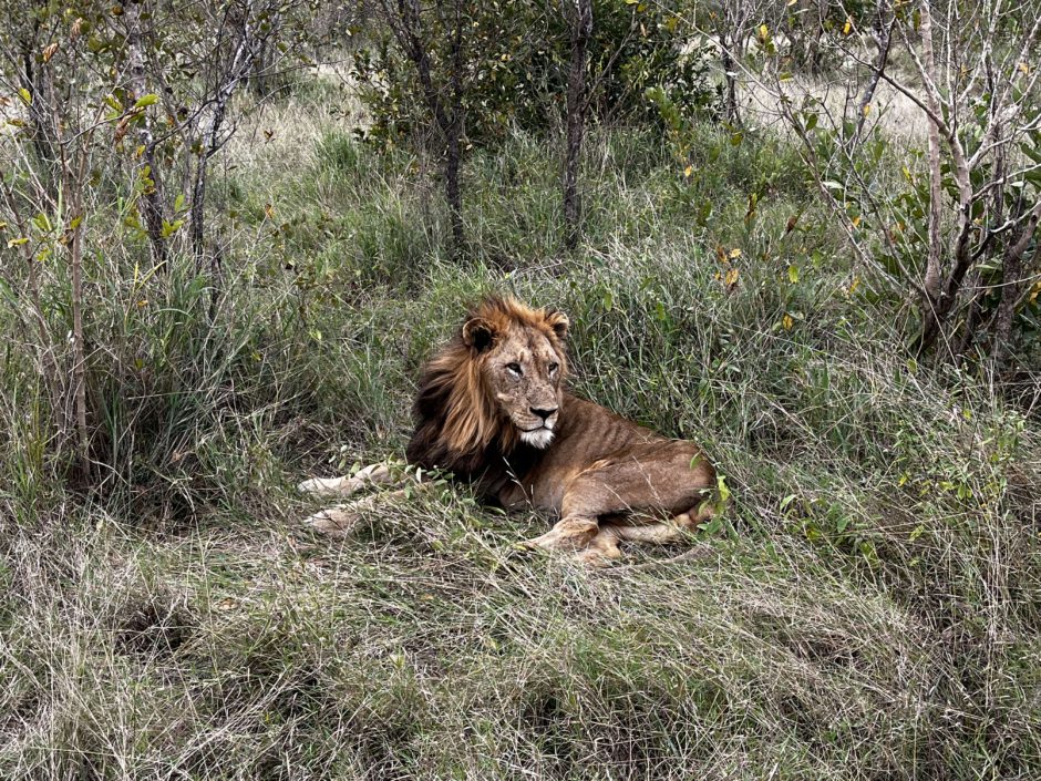 Male Northern Avoka lion, Blondie, resting in the Sabi Sand