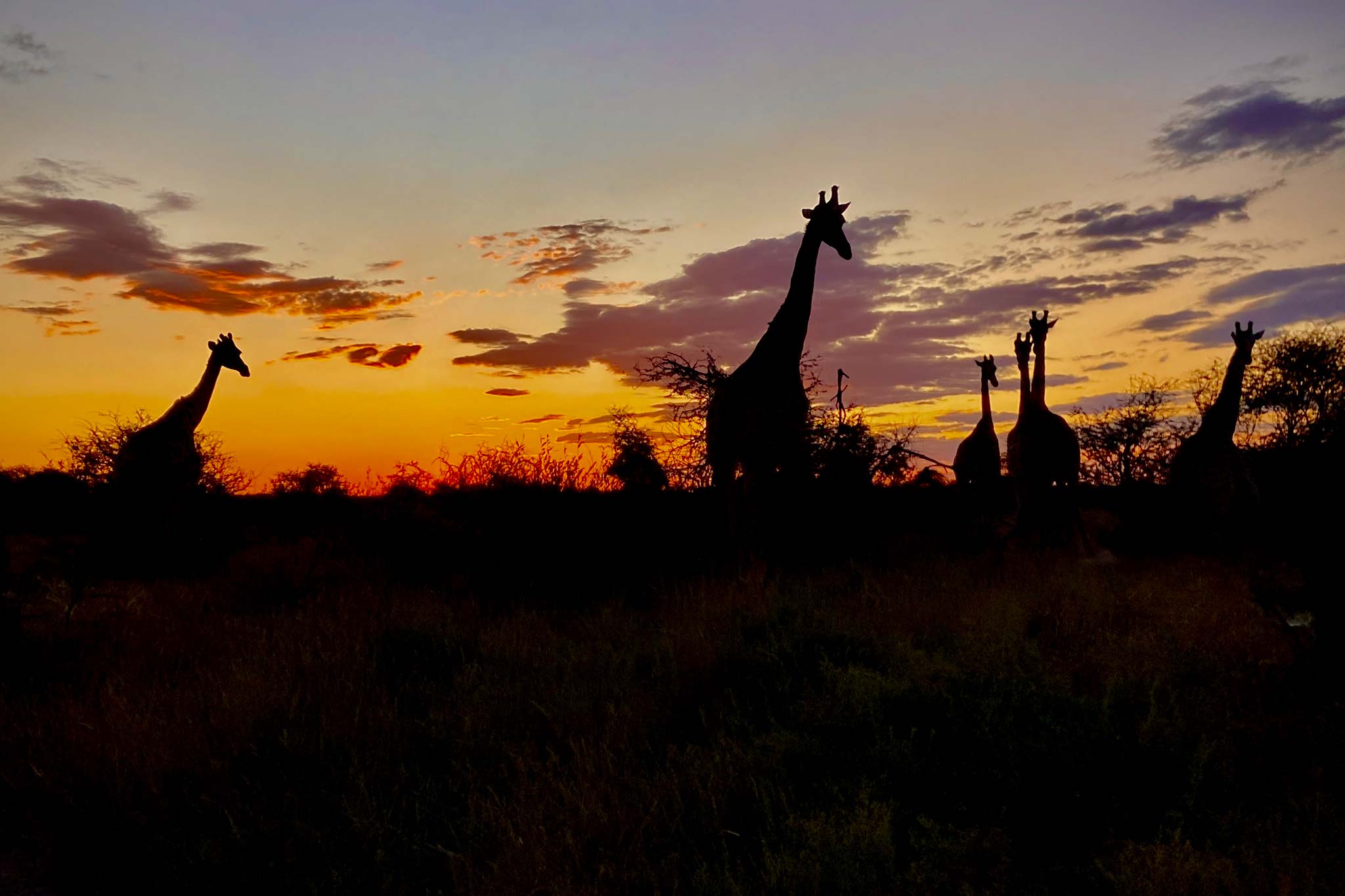 giraffes-at-sunset-makgadikgadi-pans