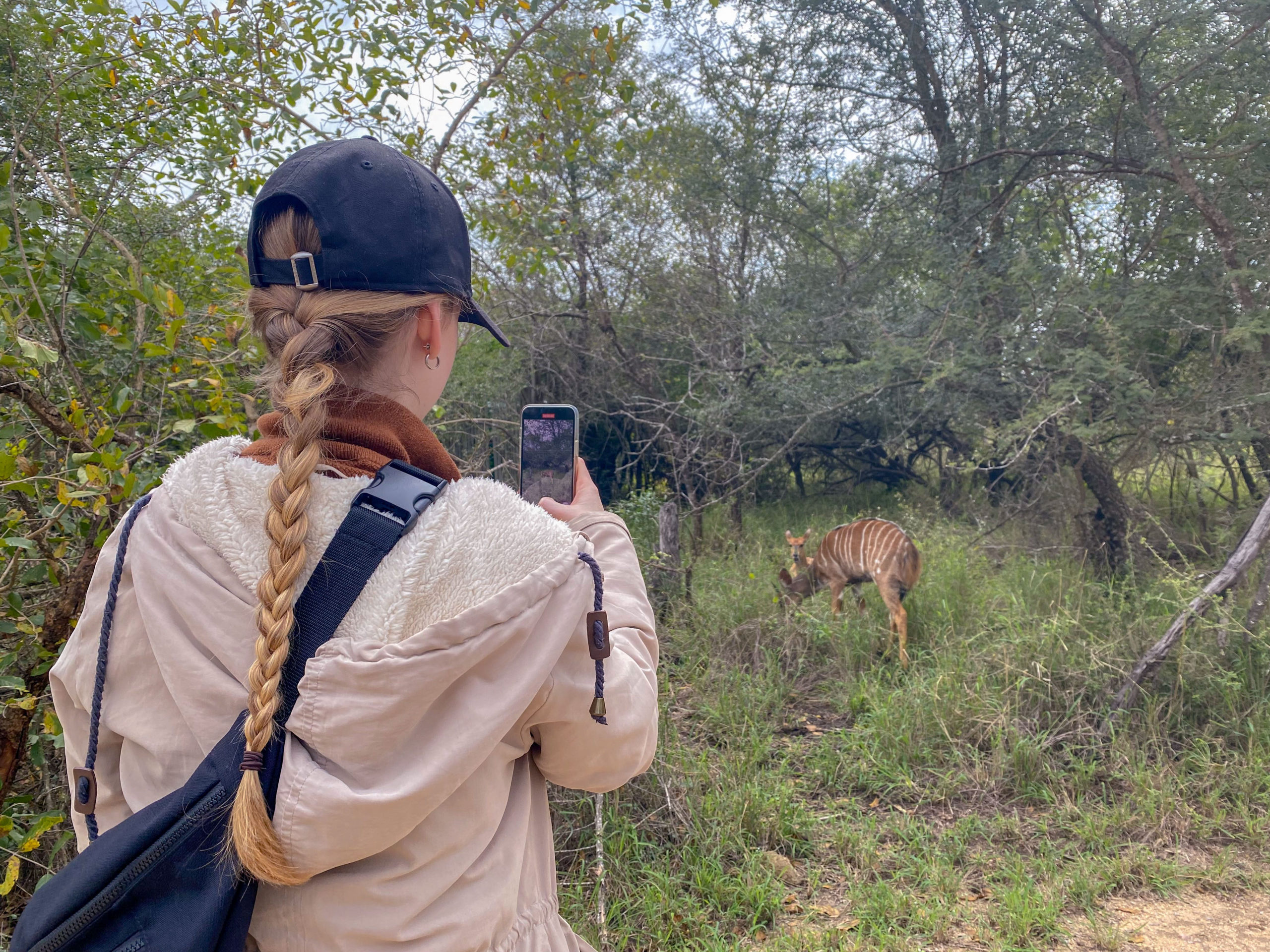 Girl taking a photo of Nyala in the Sabi Sand Game Reserve