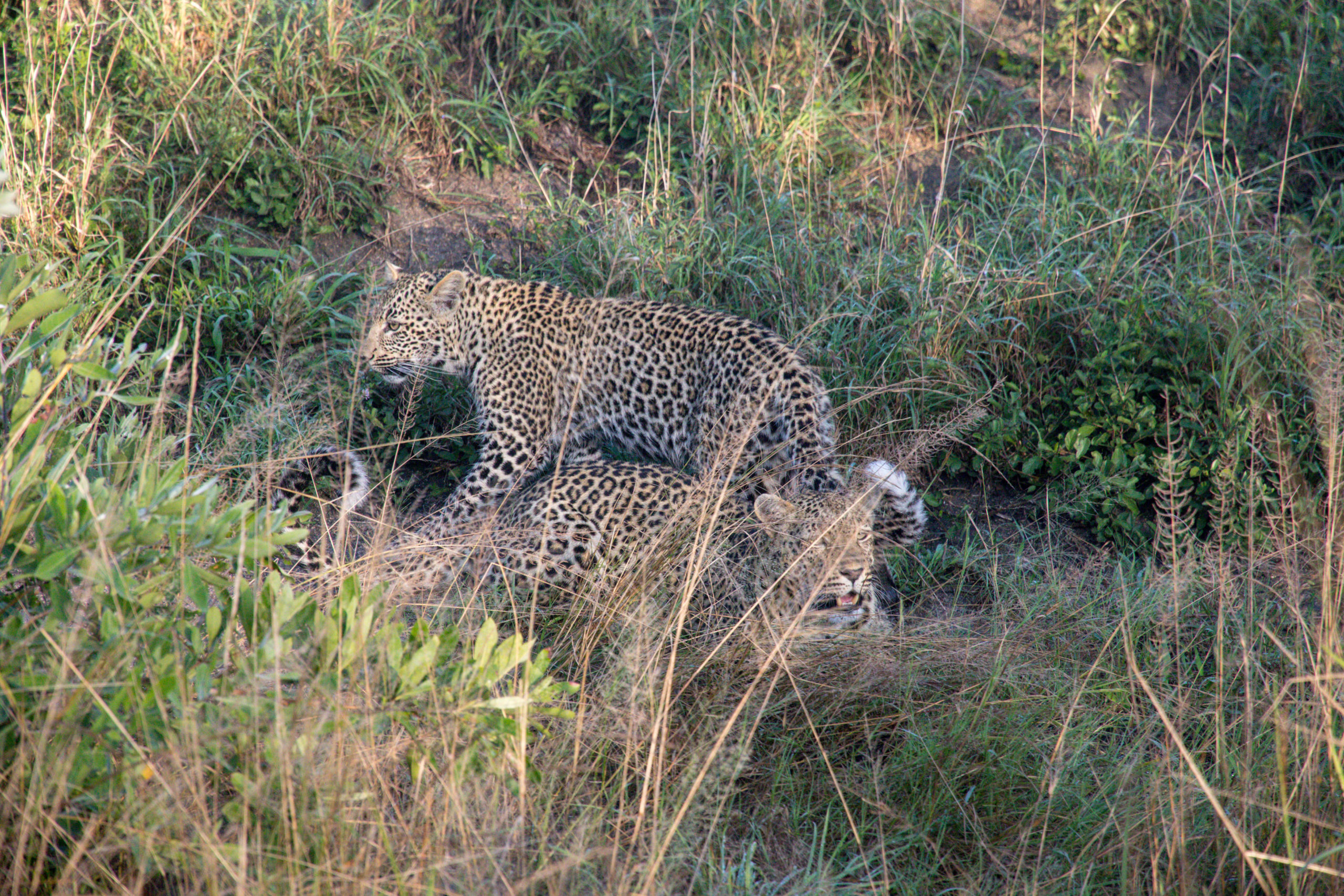 Kuchava, a female leopard, playing in the grass with her cub