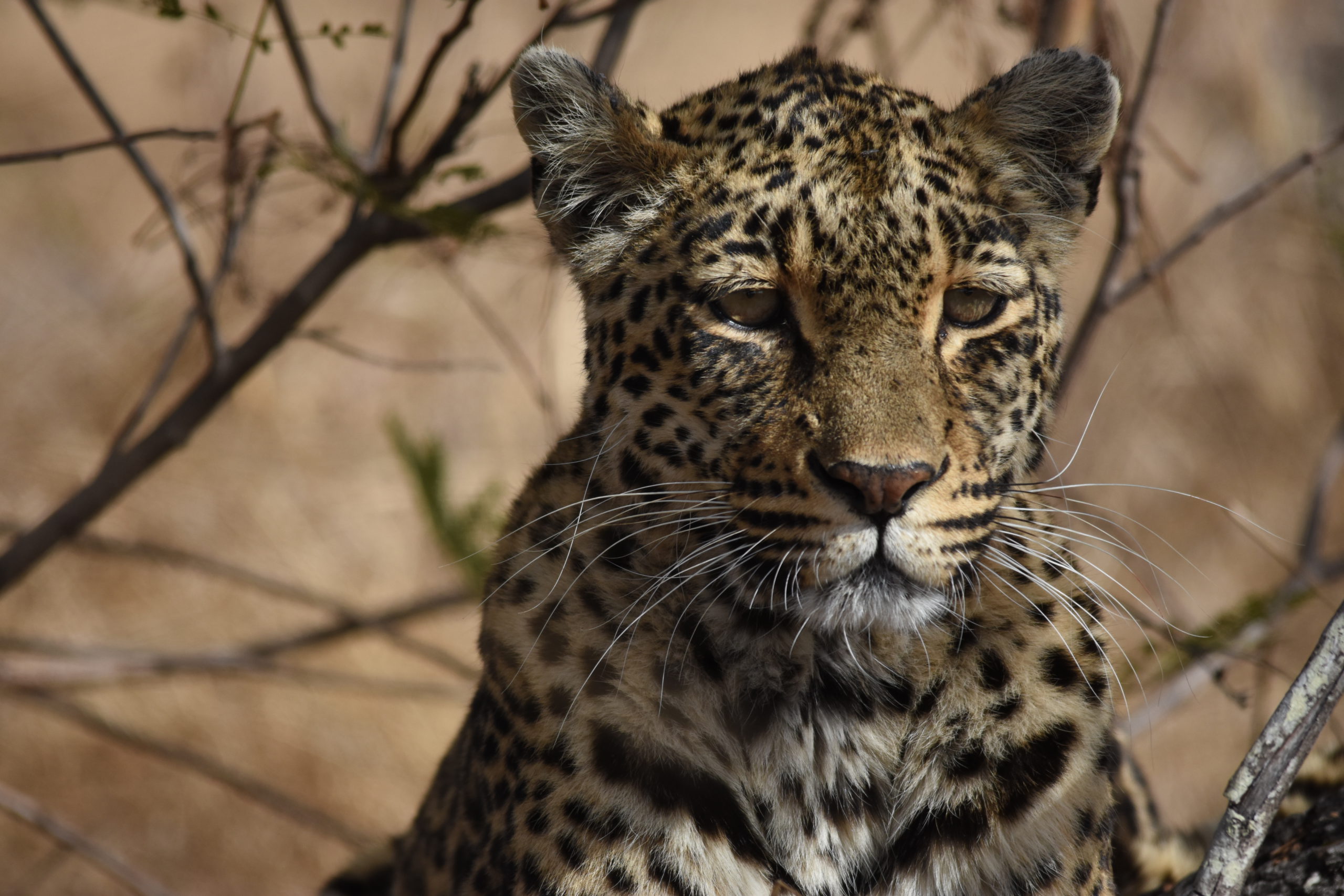 thandi-leopard-silvan