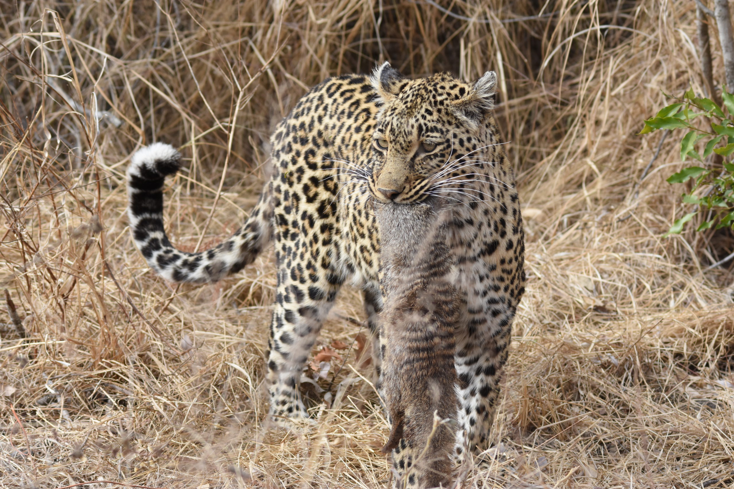 thandi-leopard-mongoose-silvan