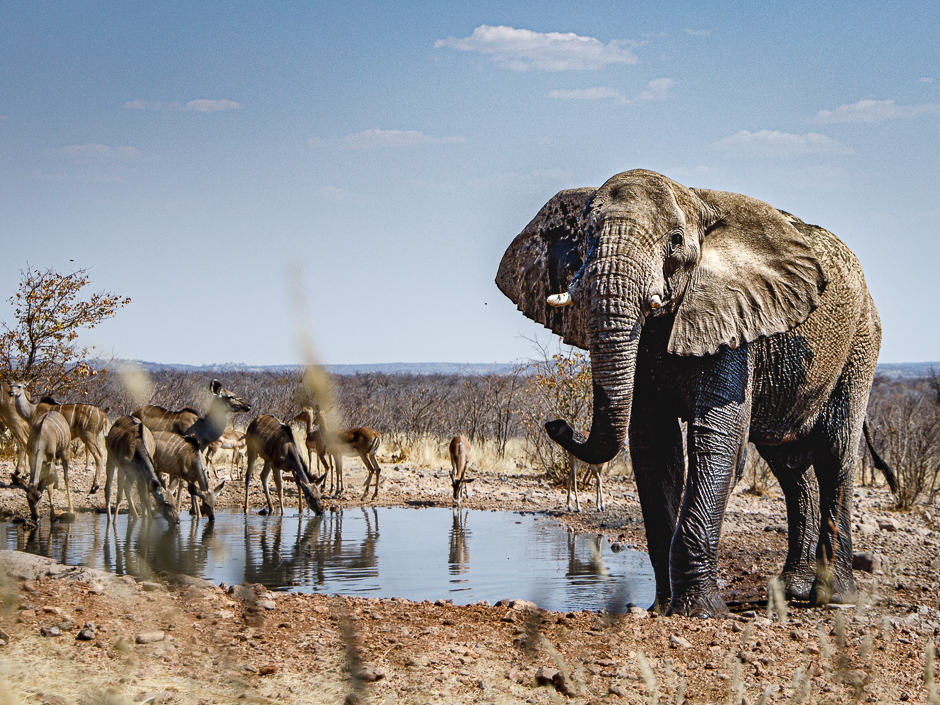 Elefantenbulle am Wasserloch der Ongava Lodge in Namibia