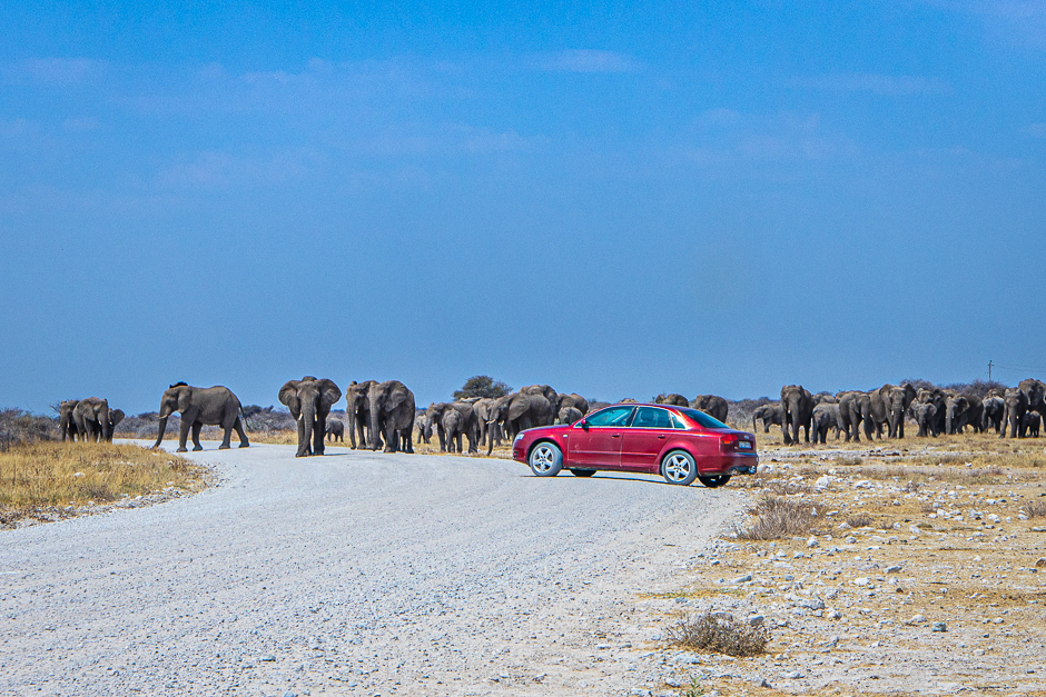 Elefanten auf der Straße im Etosha Nationalpark