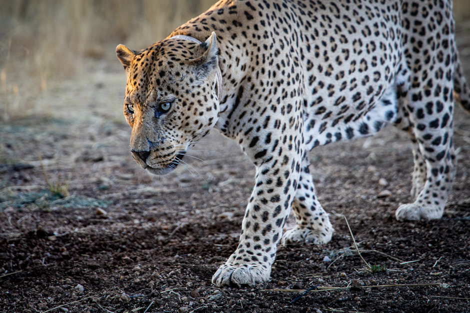 Leopard Mawenzi im Okonjima Nature Reserve