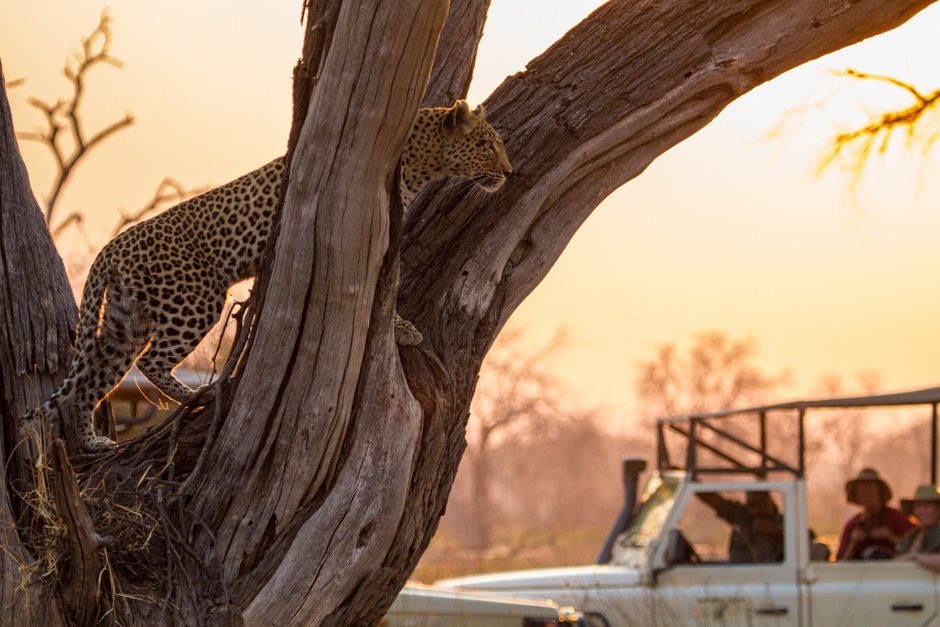 Leopard in a tree on safari with Machaba, one of the top luxury safari lodges in Botswana