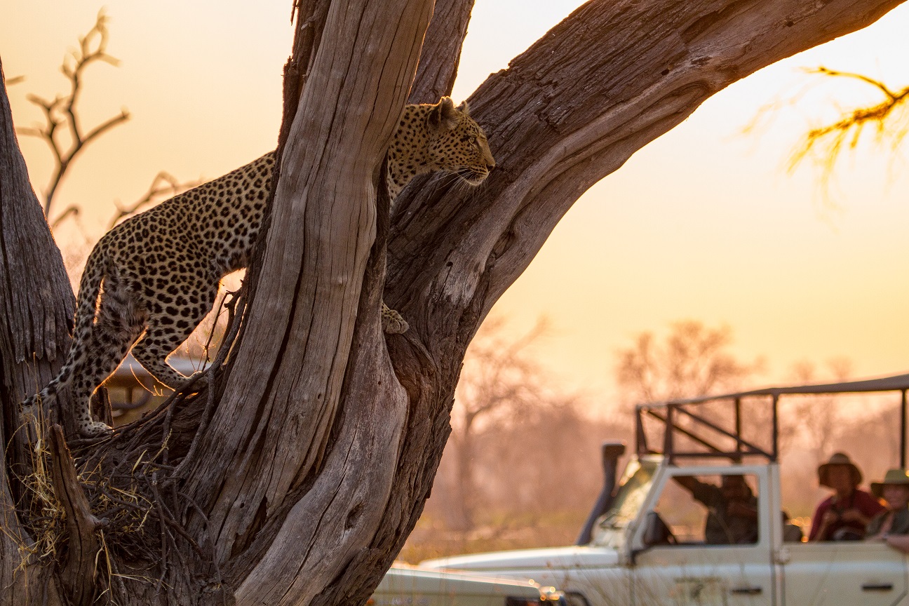 Leopard in a tree on safari in Khwai