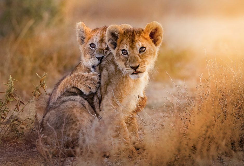 African travel in June: See lion cubs and other animals