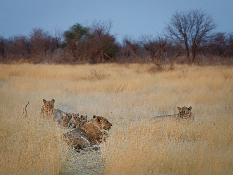 Löwinnen mit Jungen im Ongava Private Game Reserve in Namibia