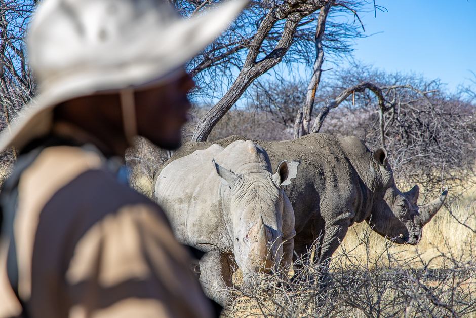 Auf Nashorn-Pirsch in Namibia