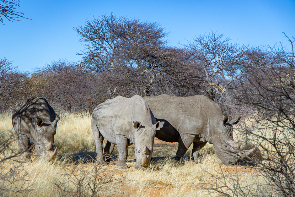 Breitmaul-Nashörner in Namibia