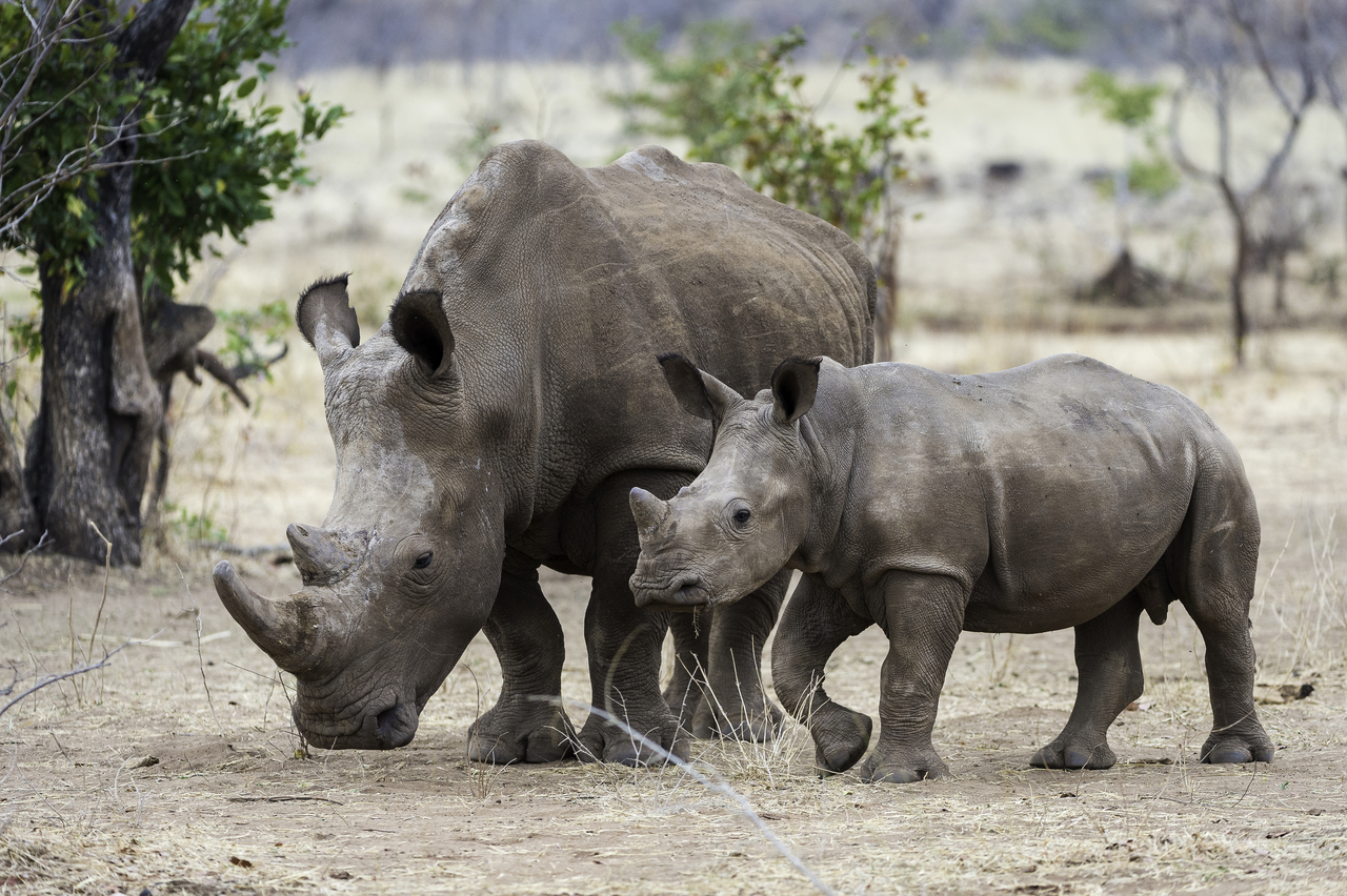 Mom and baby rhino roaming at Toka Leya Camp in Zambia