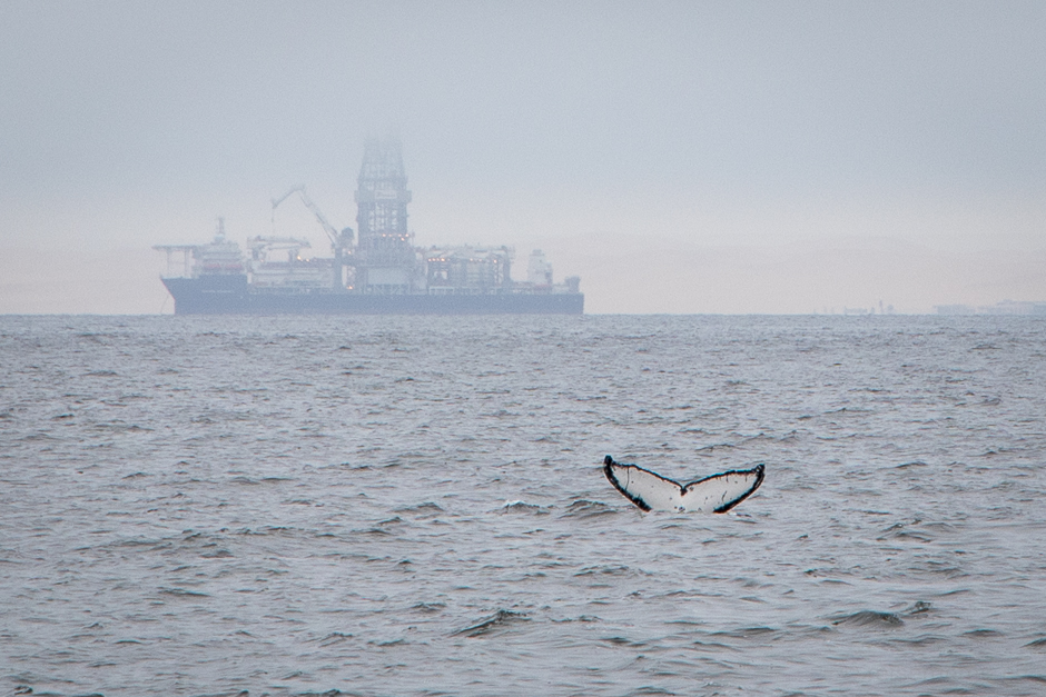 Walflosse bei Walvis Bay in Namibia