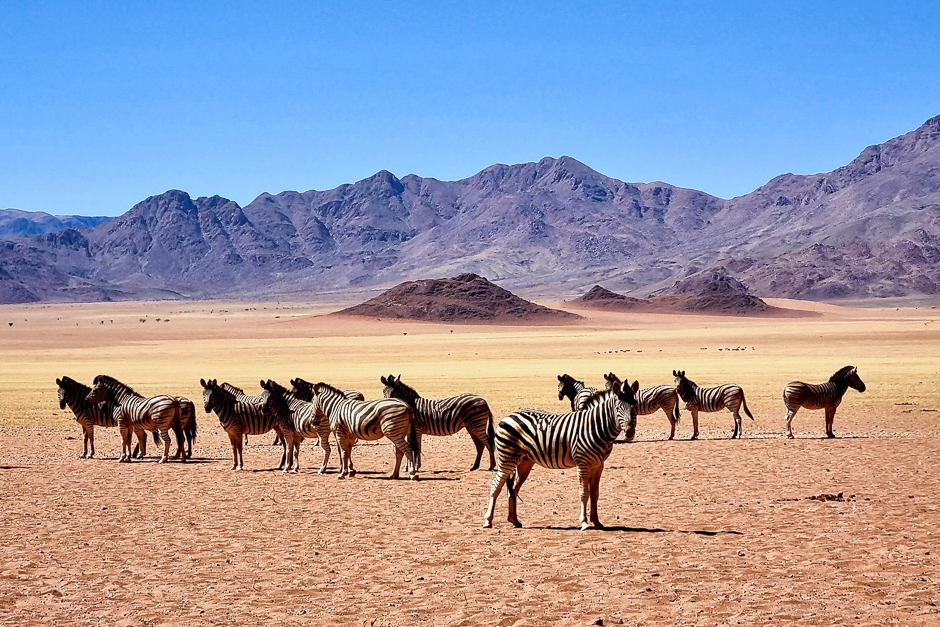 Hartmann Bergzebras in NamibRand in Namibia