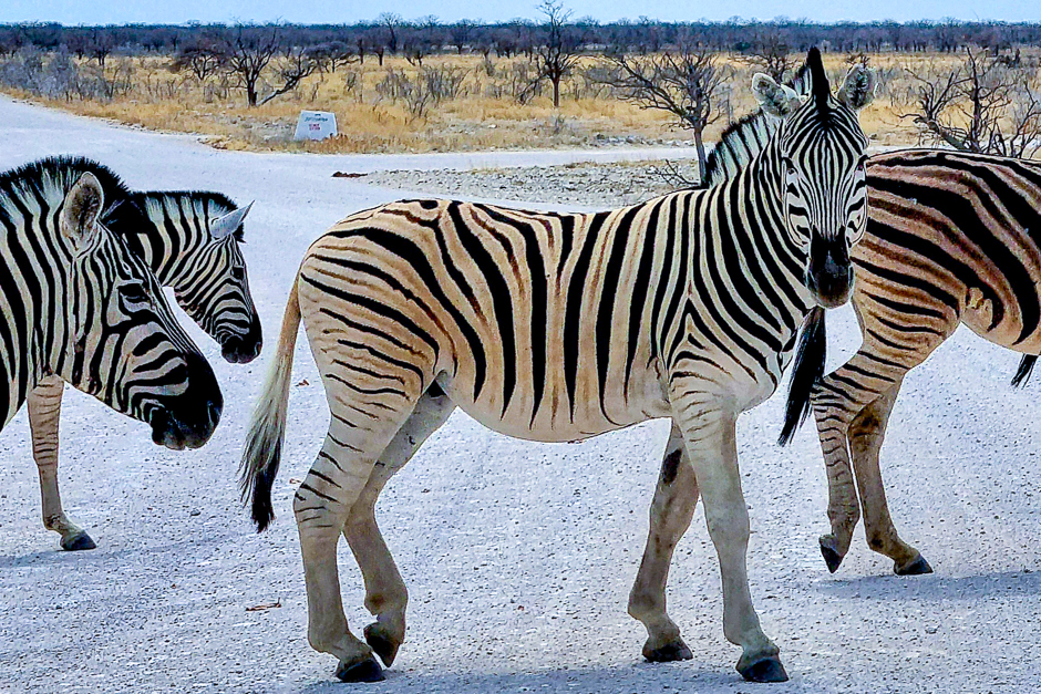 Zebras versperren die Straße im Etosha Nationalpark