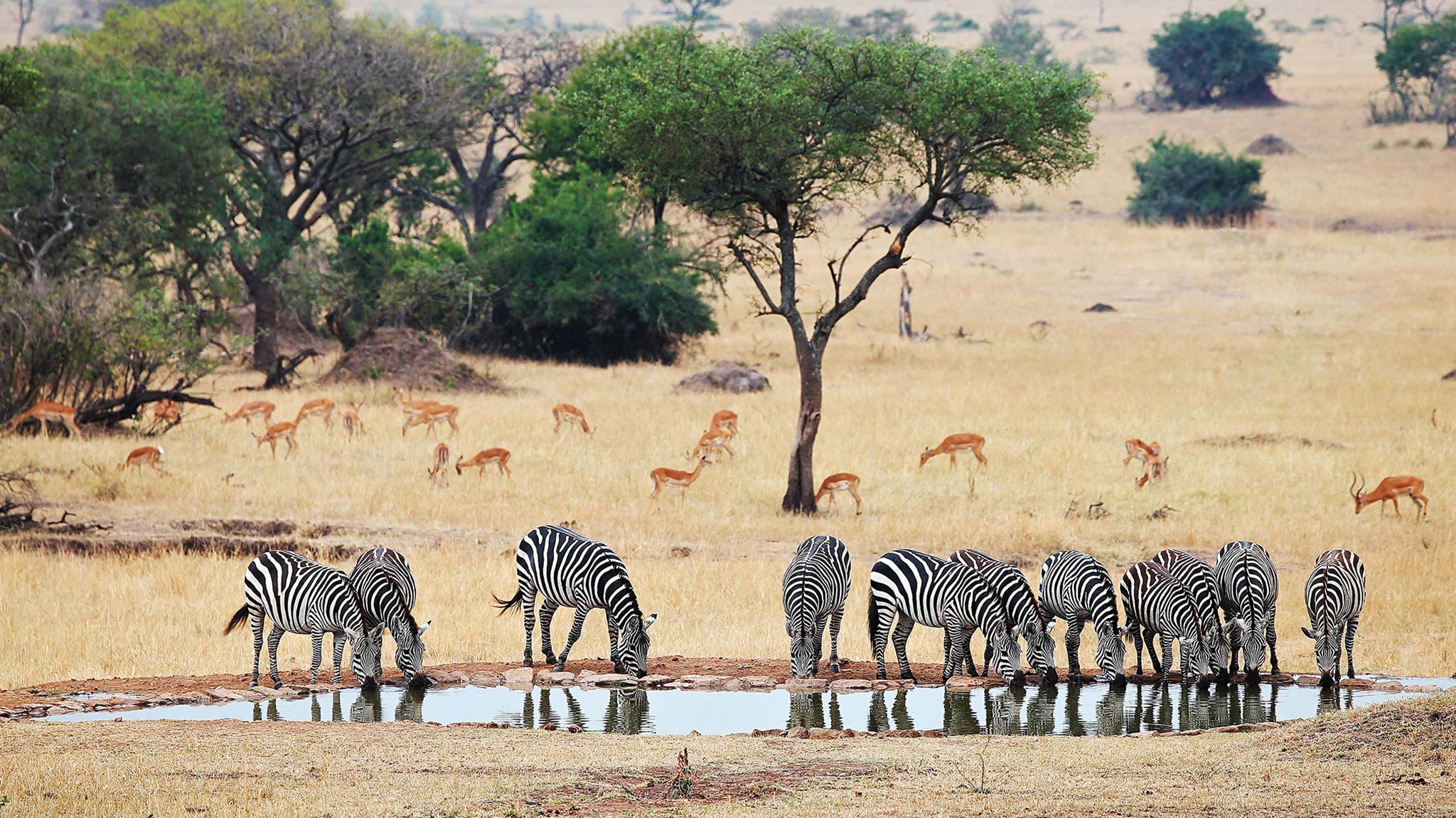 Zebras at a watering hole