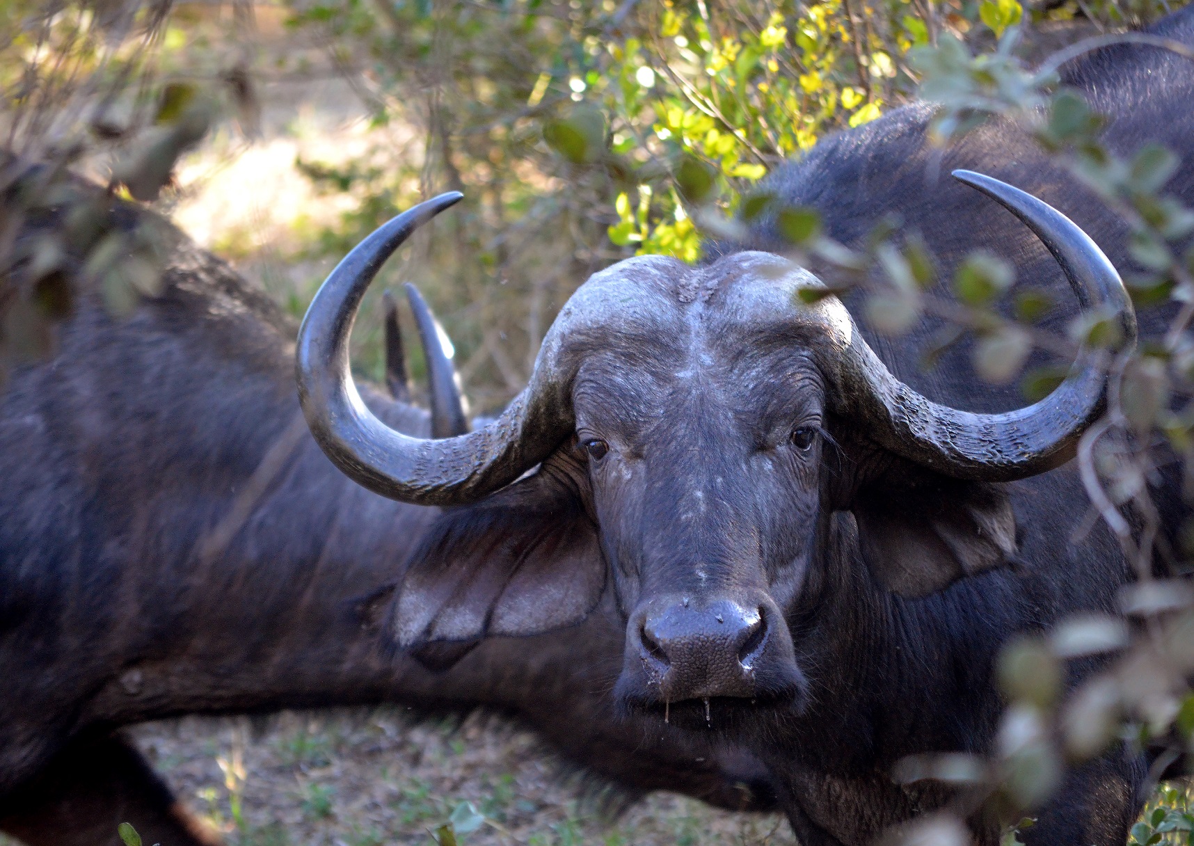 Buffao on safari at Elephant Camp in Victoria Falls