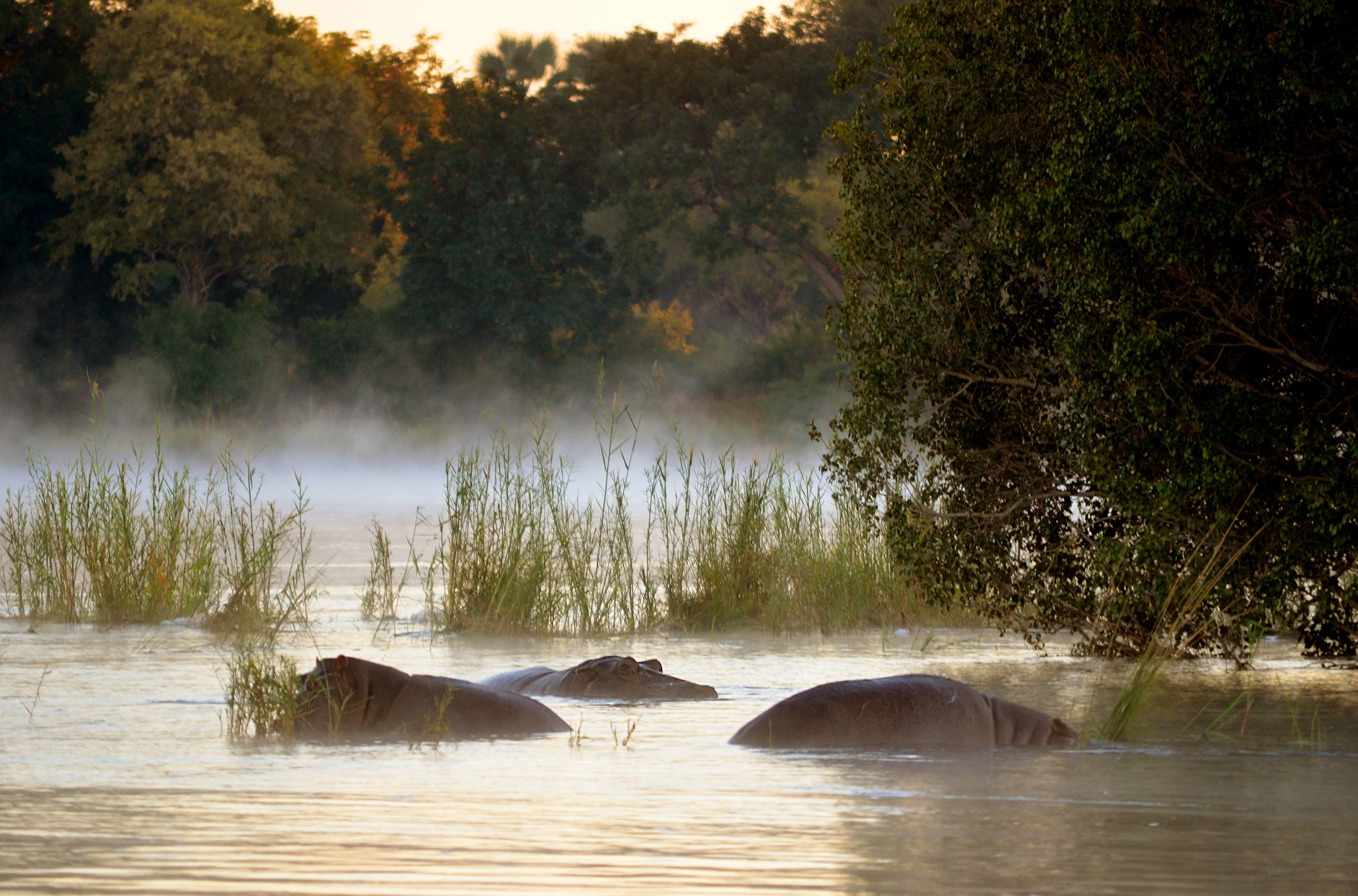 Hippos in the Zambezi River at sunrise