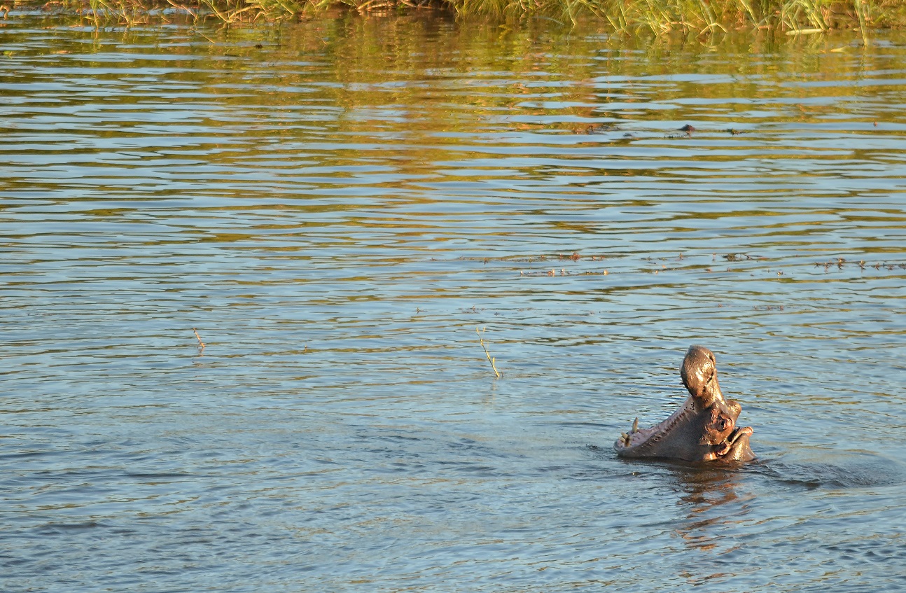 Hippo showing off in Zambezi River