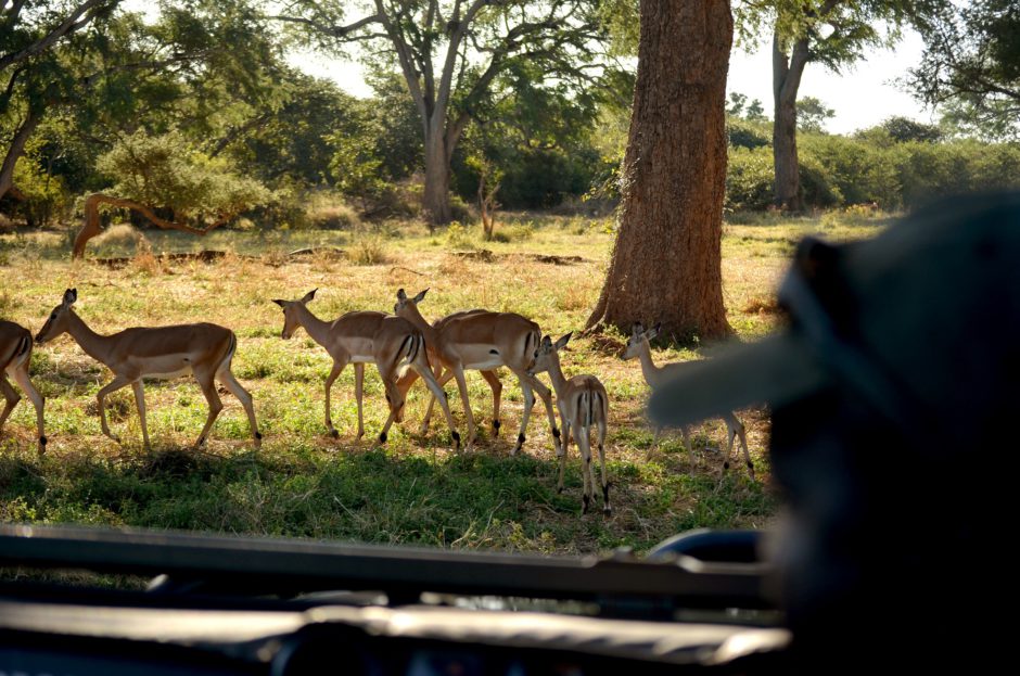 Impala nahe des Stanley & Livingstone Boutique Hotels