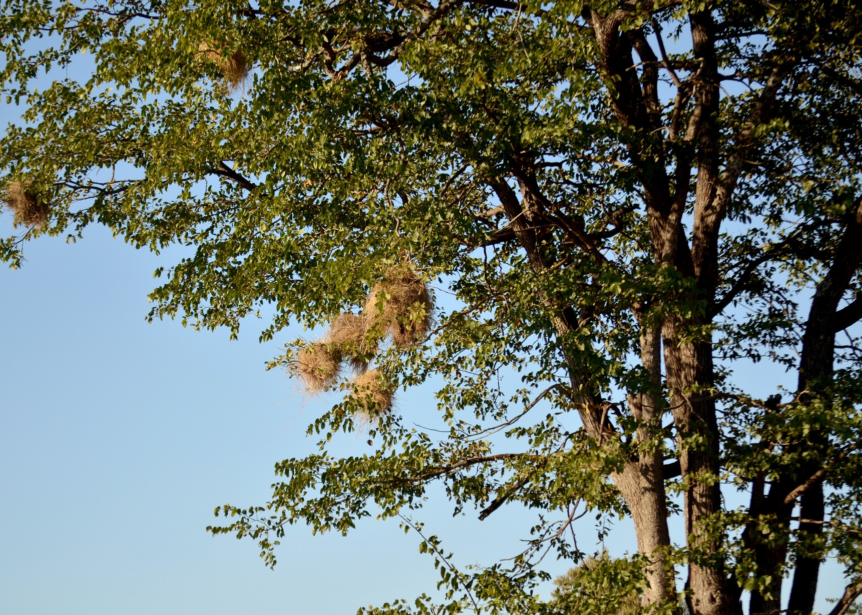 wide-browed sparrow weaver nests