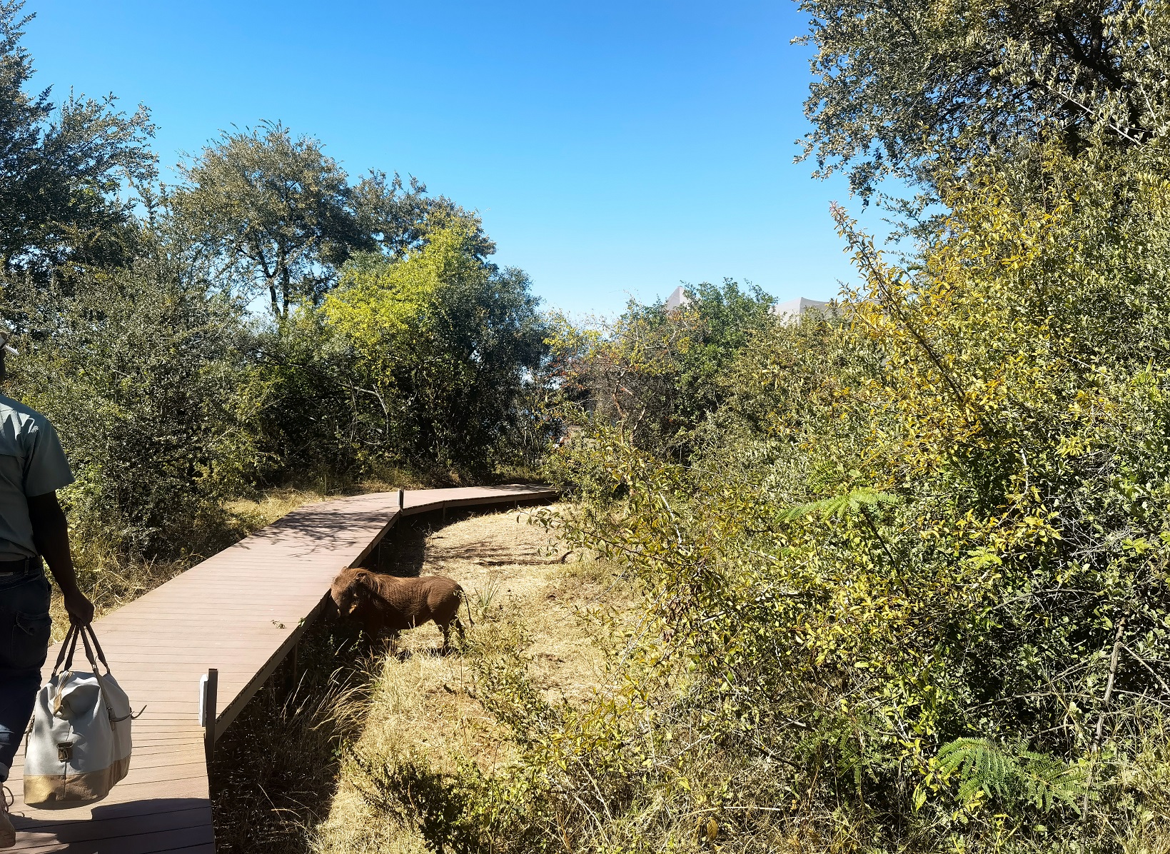 Warthogs at Old Drift Lodge