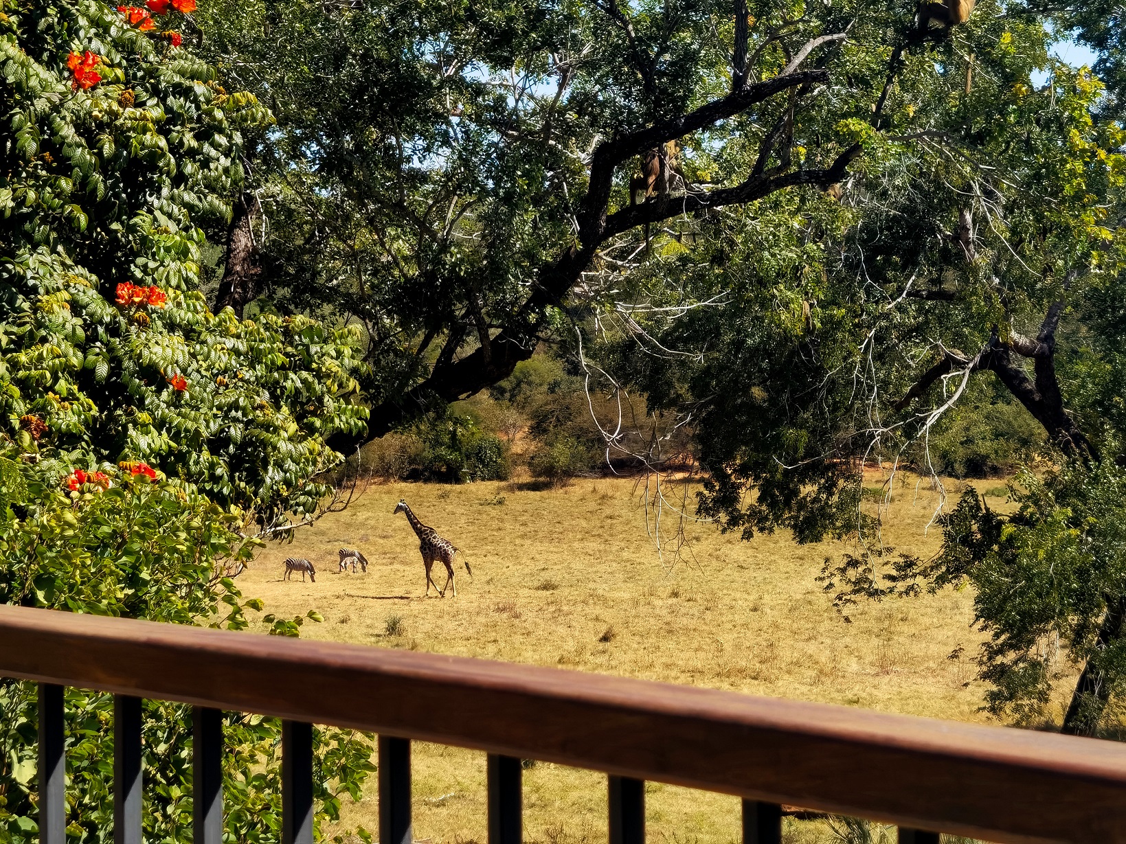 See wildlife from the balcony at Stanley & Livingstone