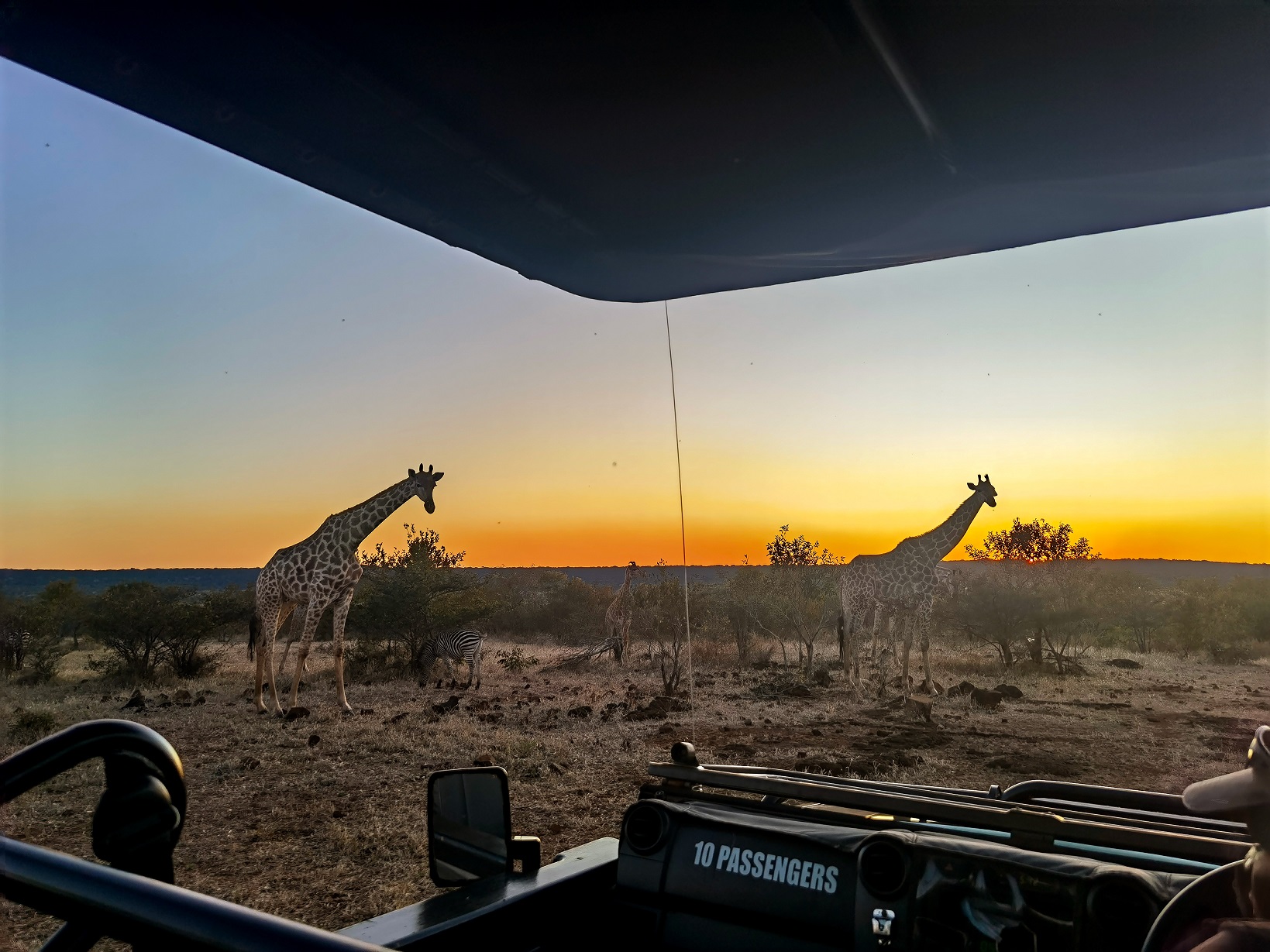 Giraffes and zebras at sunset in Victoria Falls, Zimbabwe