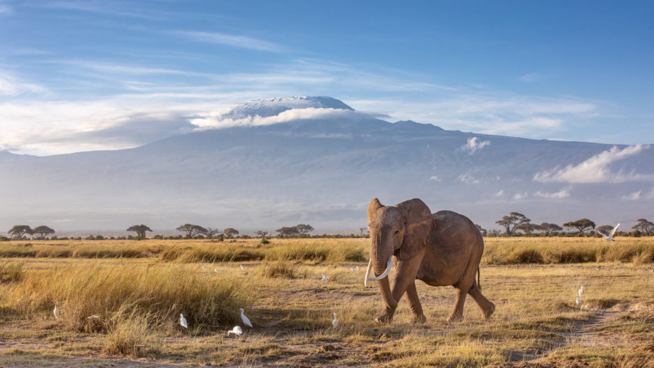 Elefante africano andando na sombra do Monte Kilimanjaro no Parque Nacional Amboseli