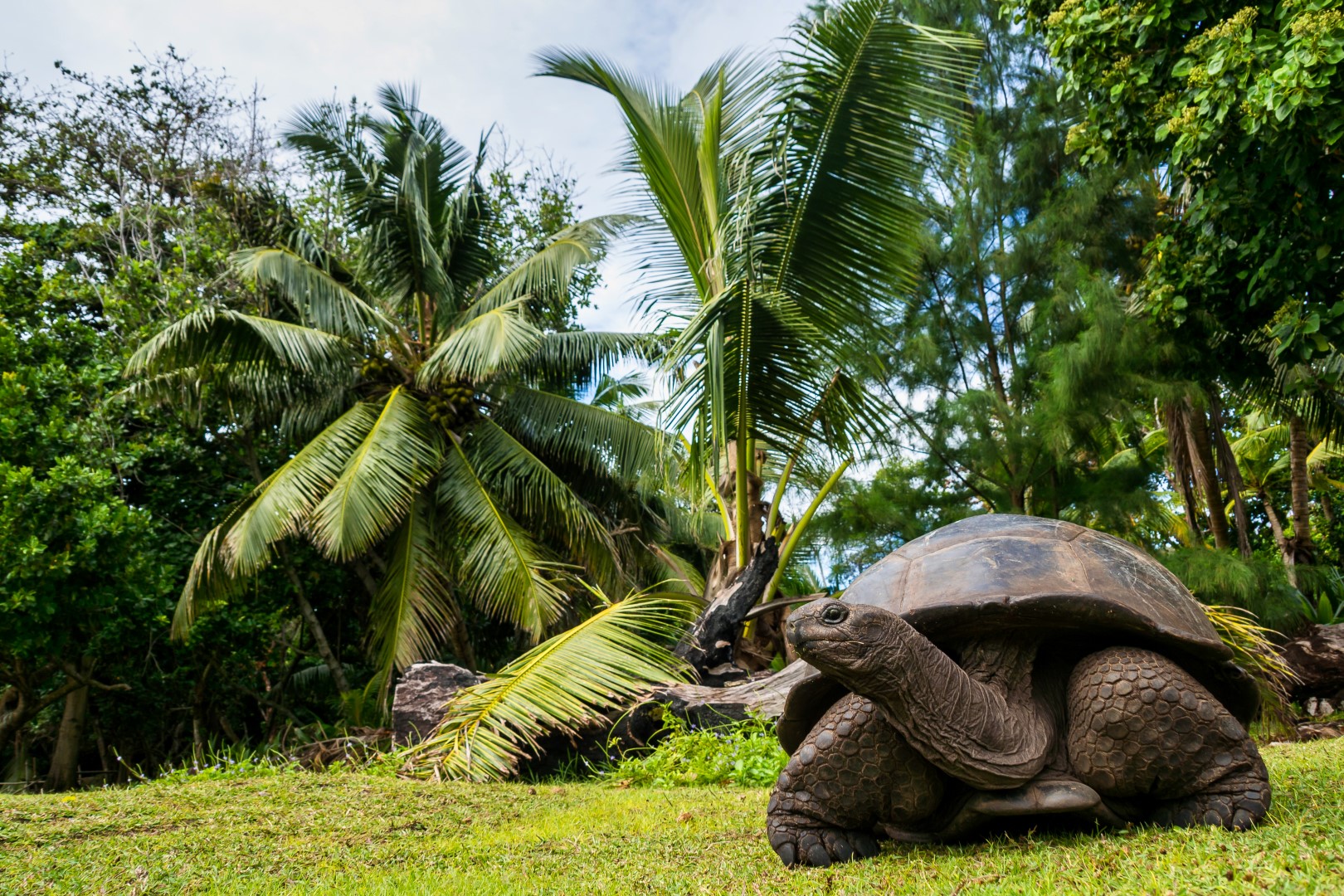 Aldabra-Riesenschildkröten im Curieuse Marine Nationalpark auf den Seychellen