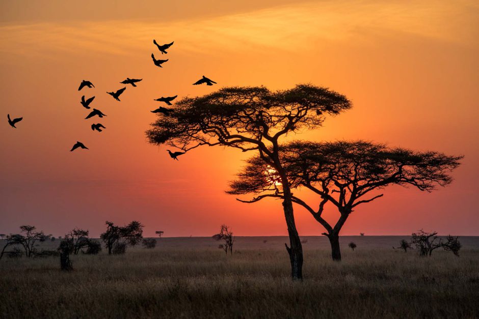 Incrível nascer do sol no Parque Nacional Serengeti, Tanzânia