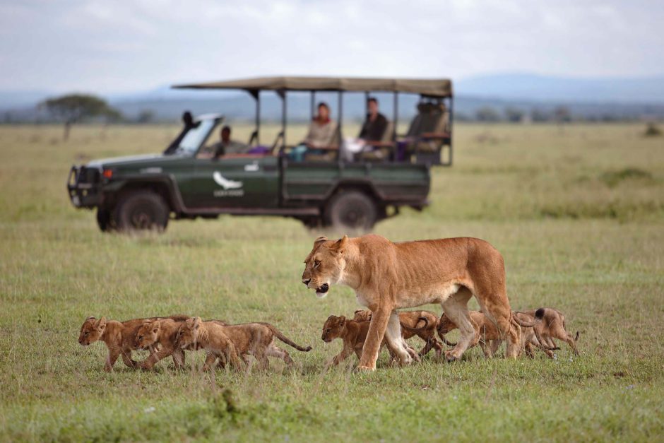 Los 5 grandes vienen en abundancia en África